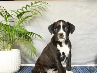 Boxer dogs Rhett - Ad 39