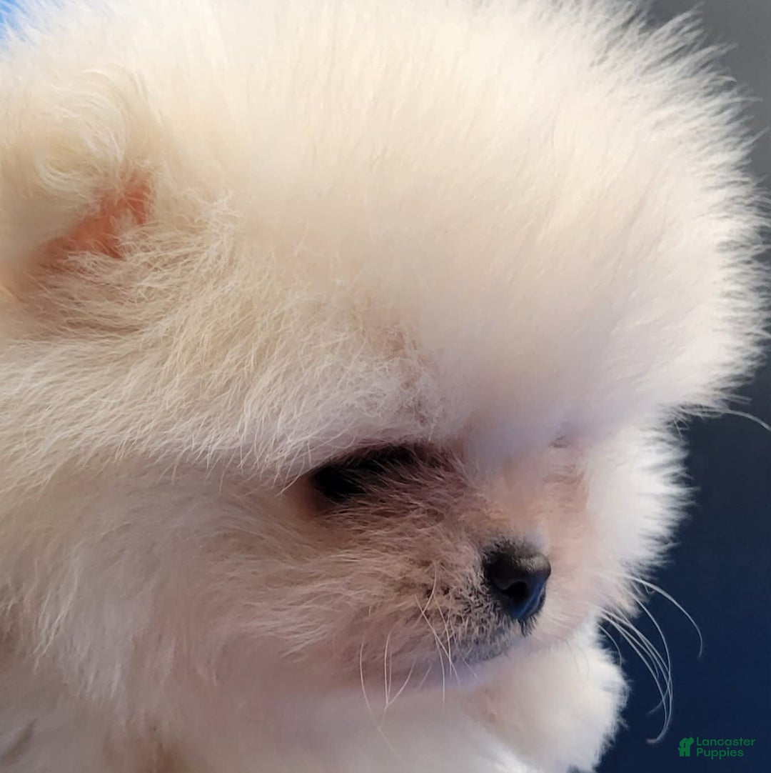 Pomeranian dogs for sale: Teddy - Ad 9