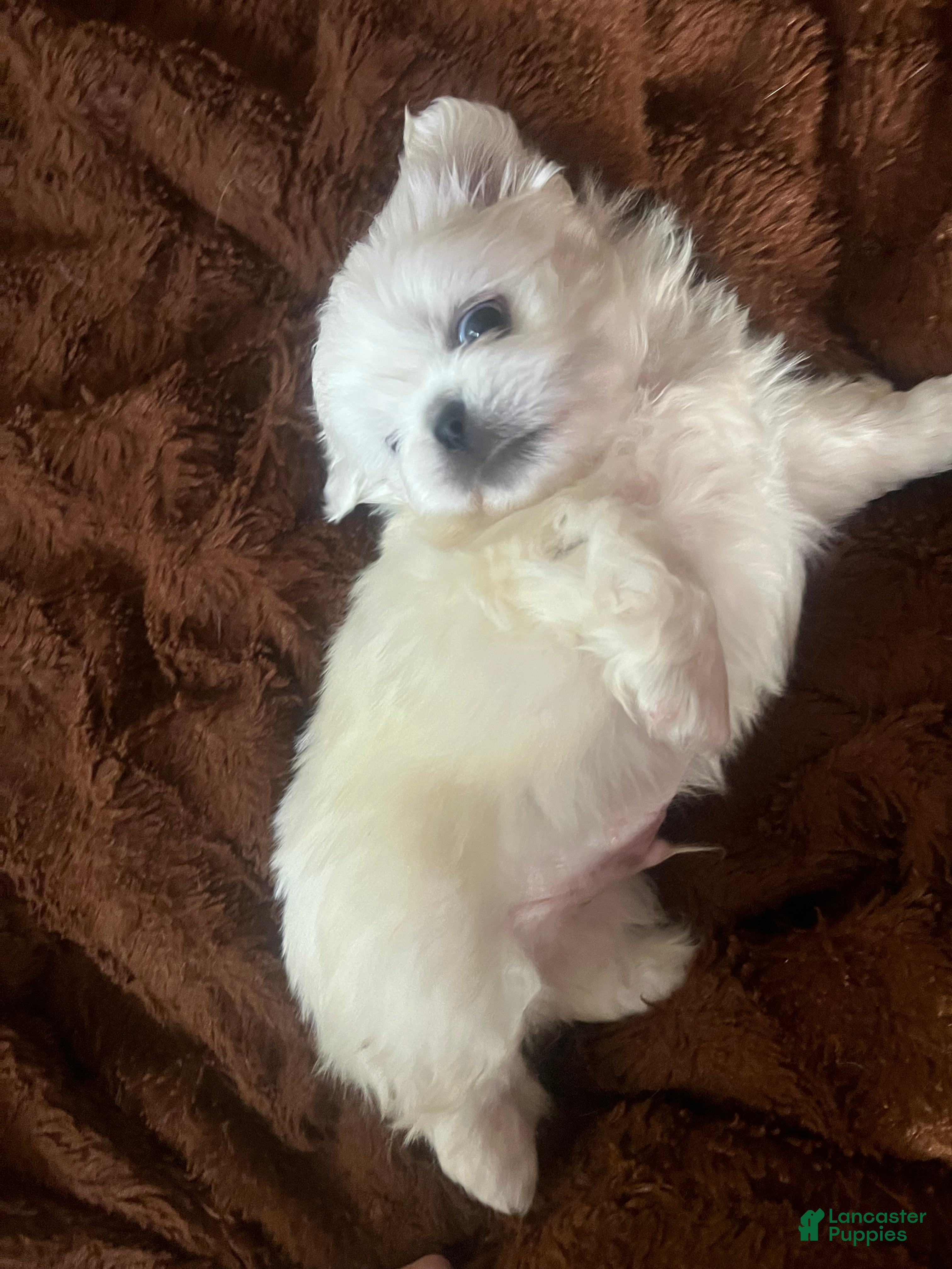 Pekingese dogs Pekingese Puppy 1 - Ad 1