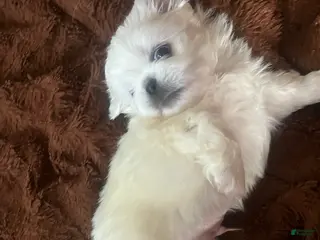 Pekingese dogs Pekingese Puppy 1 - Ad 1