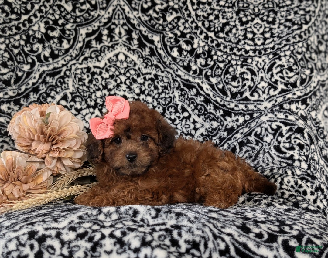 Shihpoo dogs for sale: Emilie - Ad 5