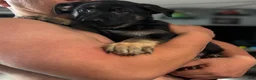 German Shepherd dogs for sale: German Shepherd 6 - Ad 3