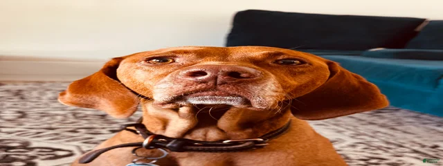 Zulu 