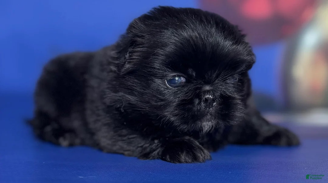 Pekingese dogs for sale: AKC DNA OFA Pablo - Ad 4