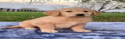 Golden Retriever dogs for sale: Maggie - Ad 1