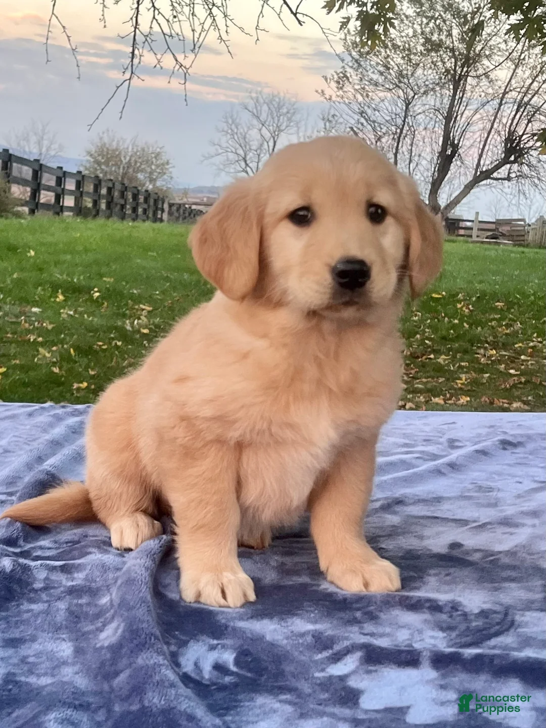 Golden Retriever dogs for sale: Maggie - Ad 1