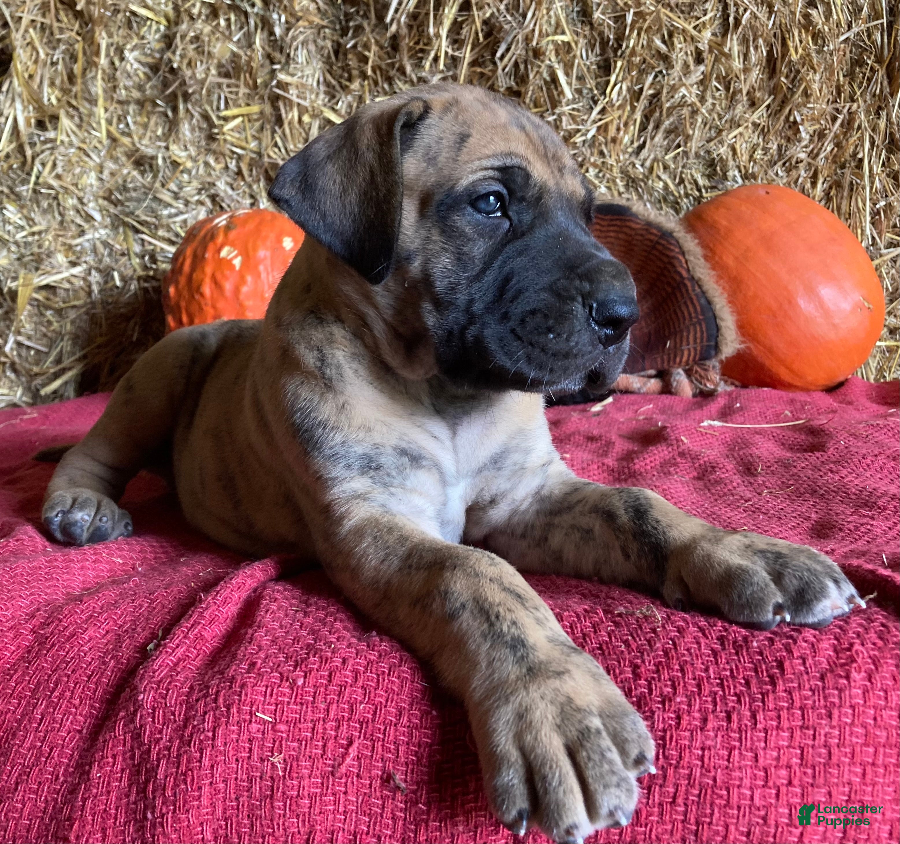 Great Dane dogs Lindy - Ad 2