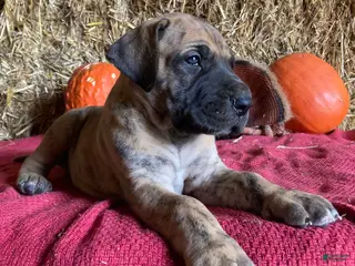 Great Dane dogs Lindy - Ad 2
