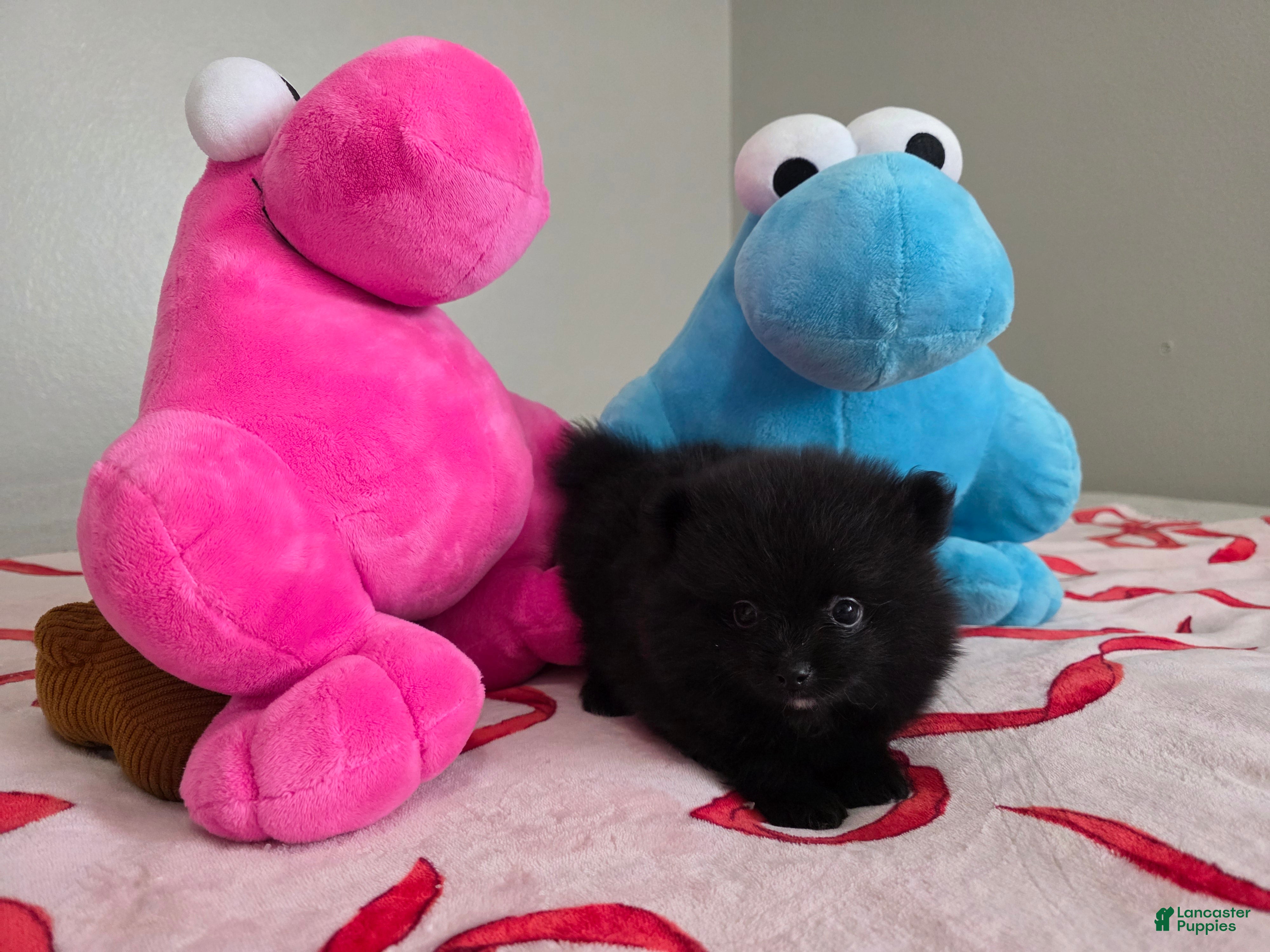Pomeranian dogs for sale: Berry  - Ad 9