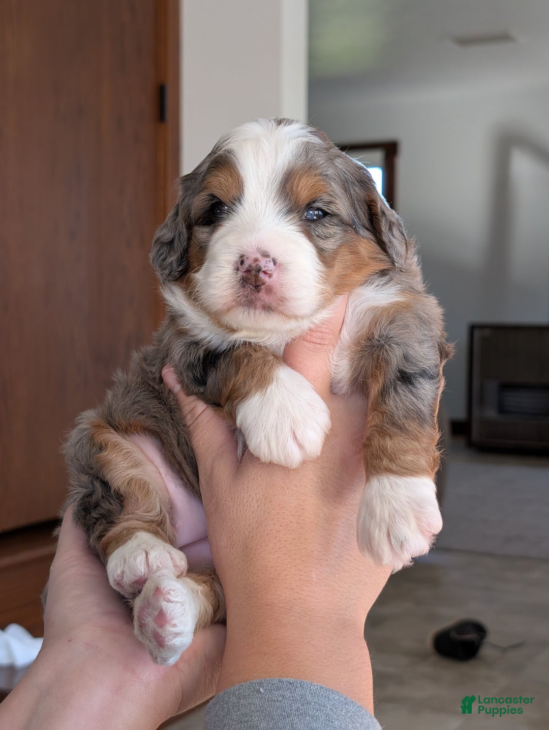 Mini Bernedoodle dogs for sale: Mini Sadie  - Ad 18