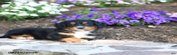 Mini Bernedoodle dogs for sale: Philip - Ad 2