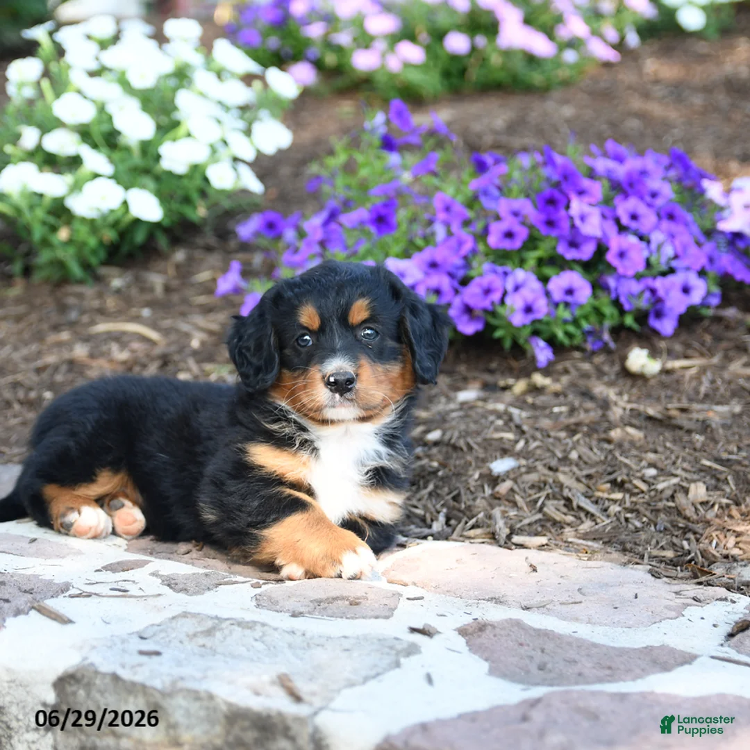 Mini Bernedoodle dogs for sale: Philip - Ad 2