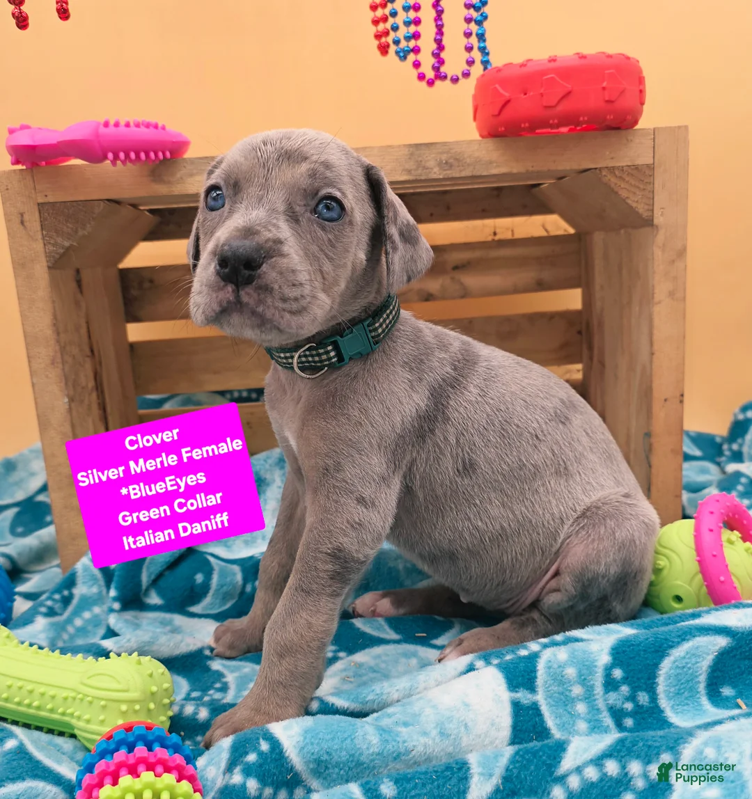 Daniff dogs for sale: Clover - Ad 1