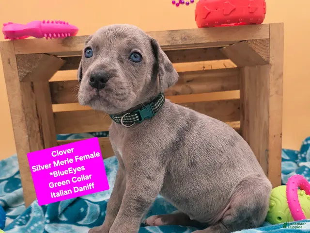 Daniff dogs for sale: Clover - Ad 1