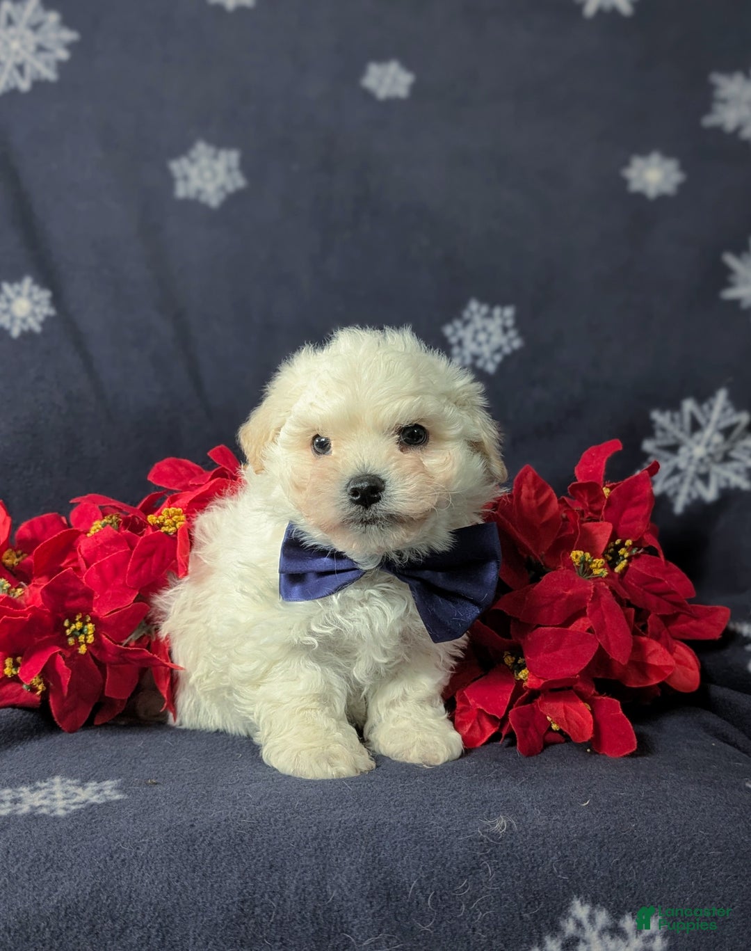 Bichon Frise dogs for sale: Body - Ad 1