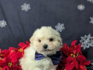 Bichon Frise dogs Body - Ad 7