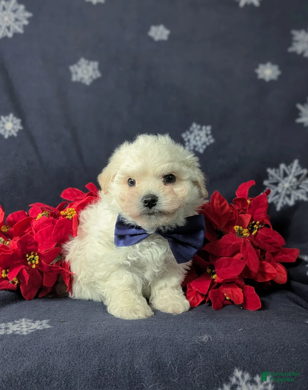 Bichon Frise dogs for sale: Bolton - Ad 10