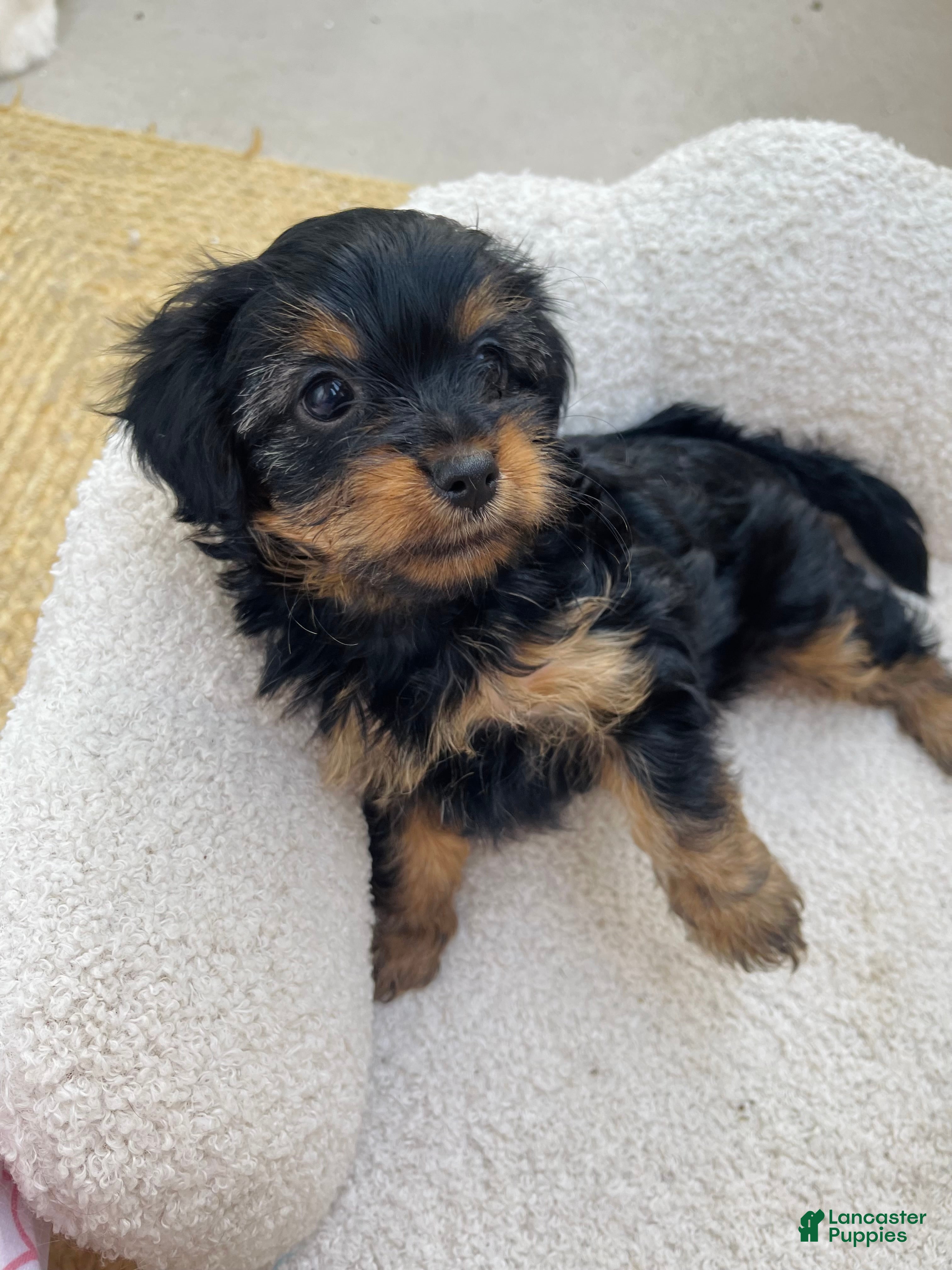 Yorkshire Terrier dogs Yorkshire Terrier 1 - Ad 20