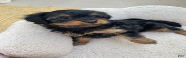 Yorkshire Terrier 1