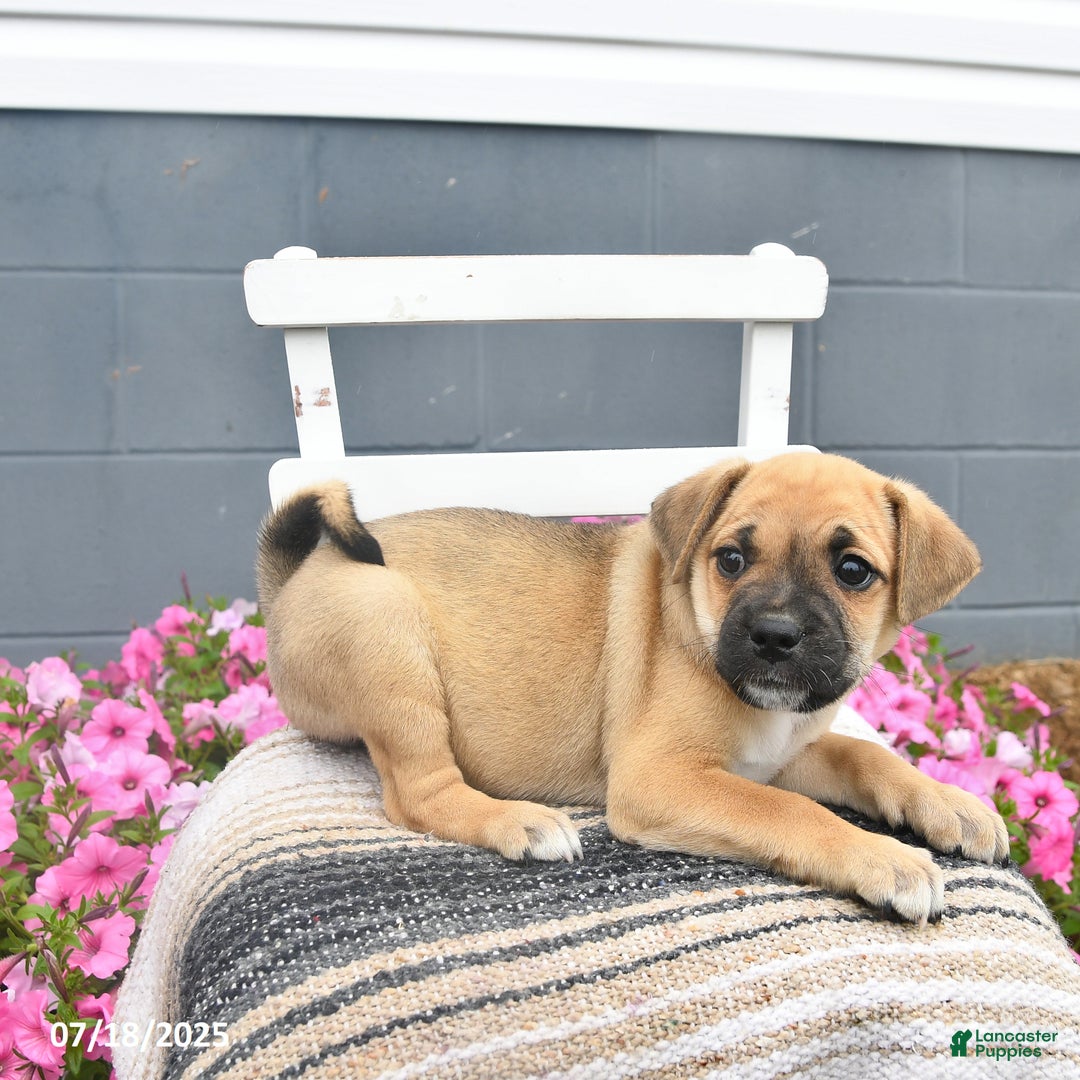 Mixed Breed dogs for sale: Shadow - Ad 8