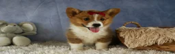 Welsh Corgi Pembroke dogs for sale: Legend  - Ad 3