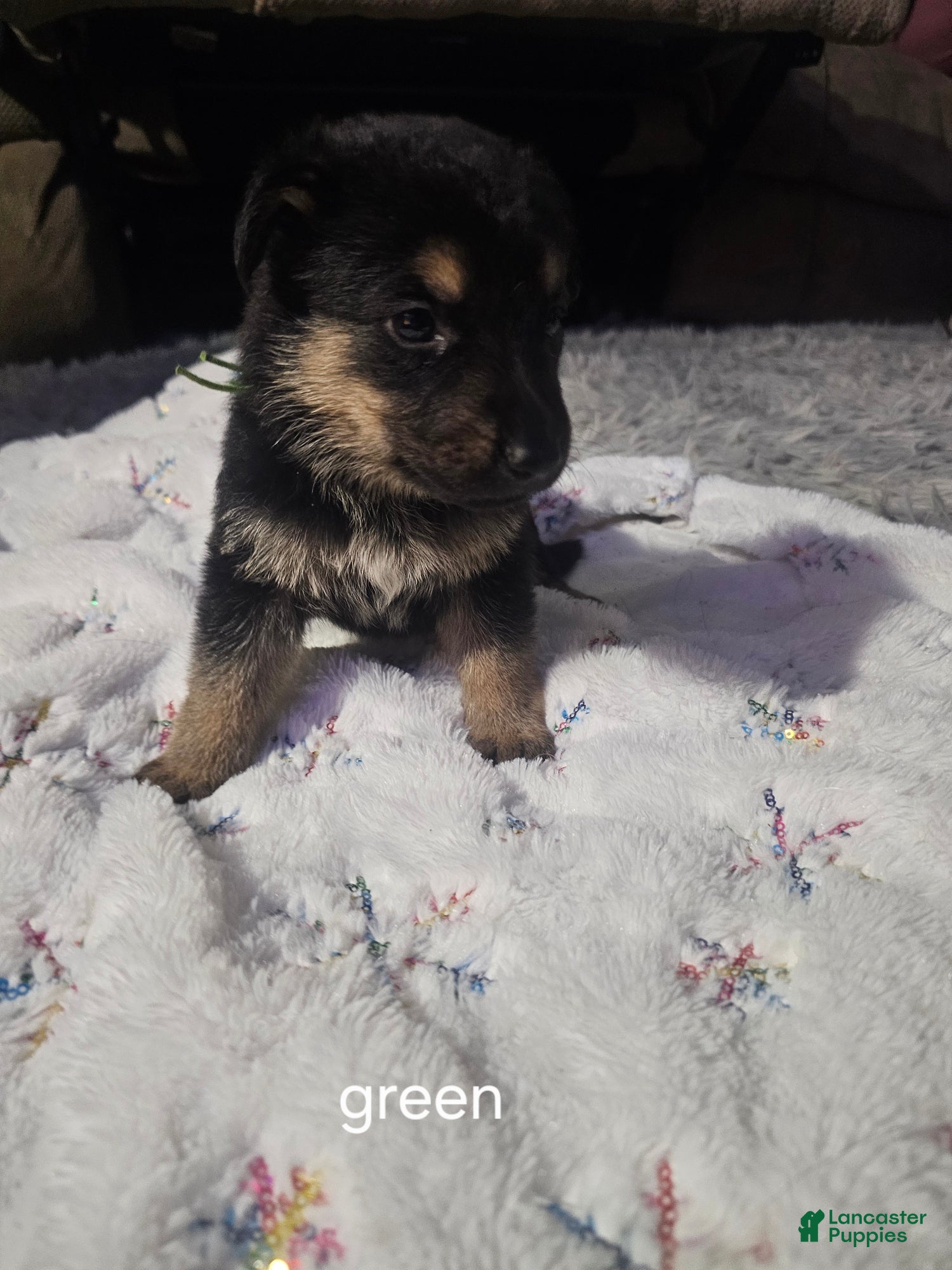 German Shepherd dogs German Shepherd Puppy 2 - Ad 41