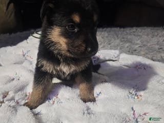 German Shepherd dogs German Shepherd Puppy 2 - Ad 29