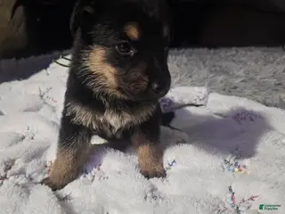 German Shepherd dogs German Shepherd Puppy 2 - Ad 42