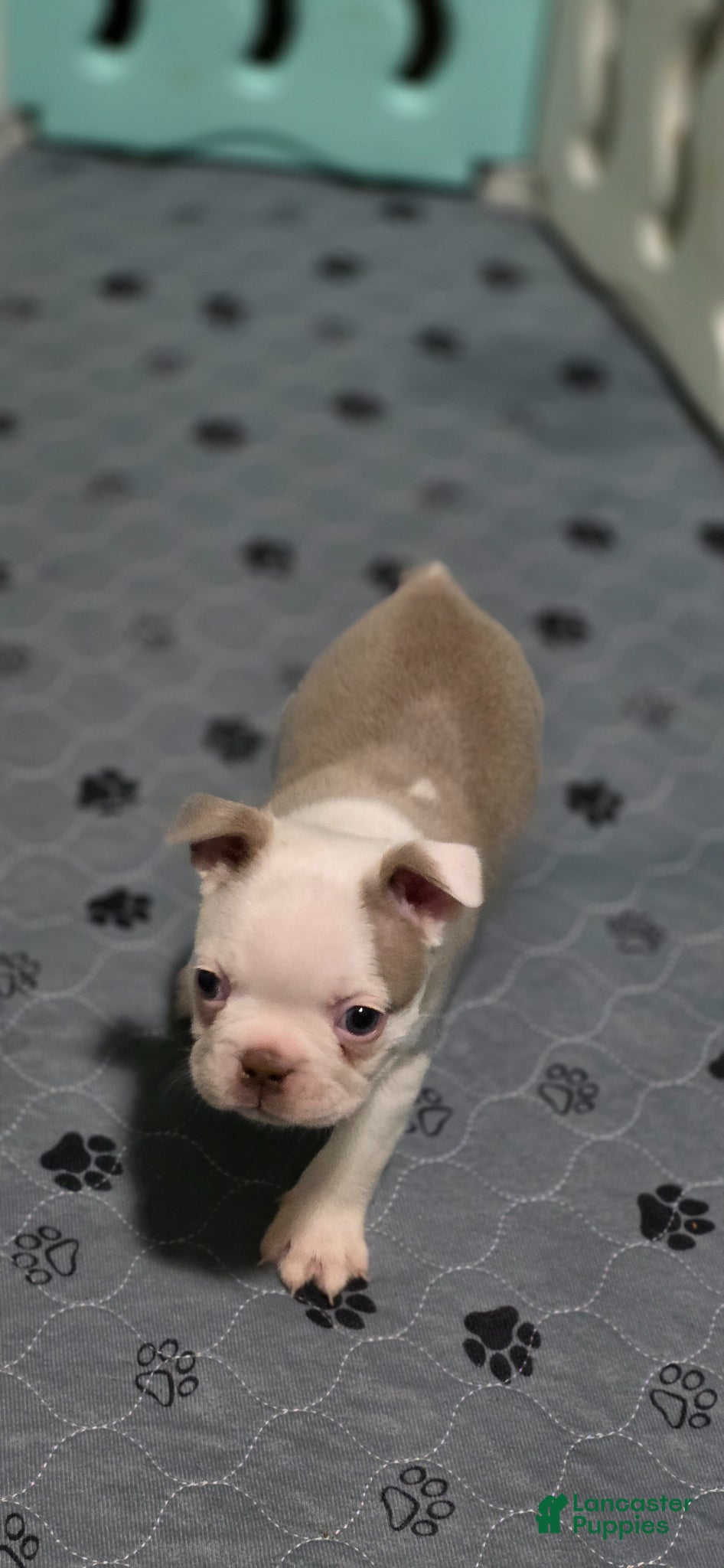 Boston Terrier dogs Pumpkin - Ad 2