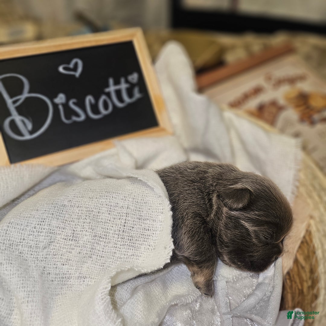 French Bulldog dogs for sale: Biscotti AKC Fluffy  - Ad 25