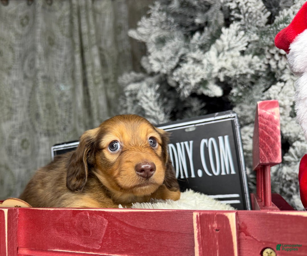 Miniature Dachshund dogs for sale: Green eyes- South african - Ad 11
