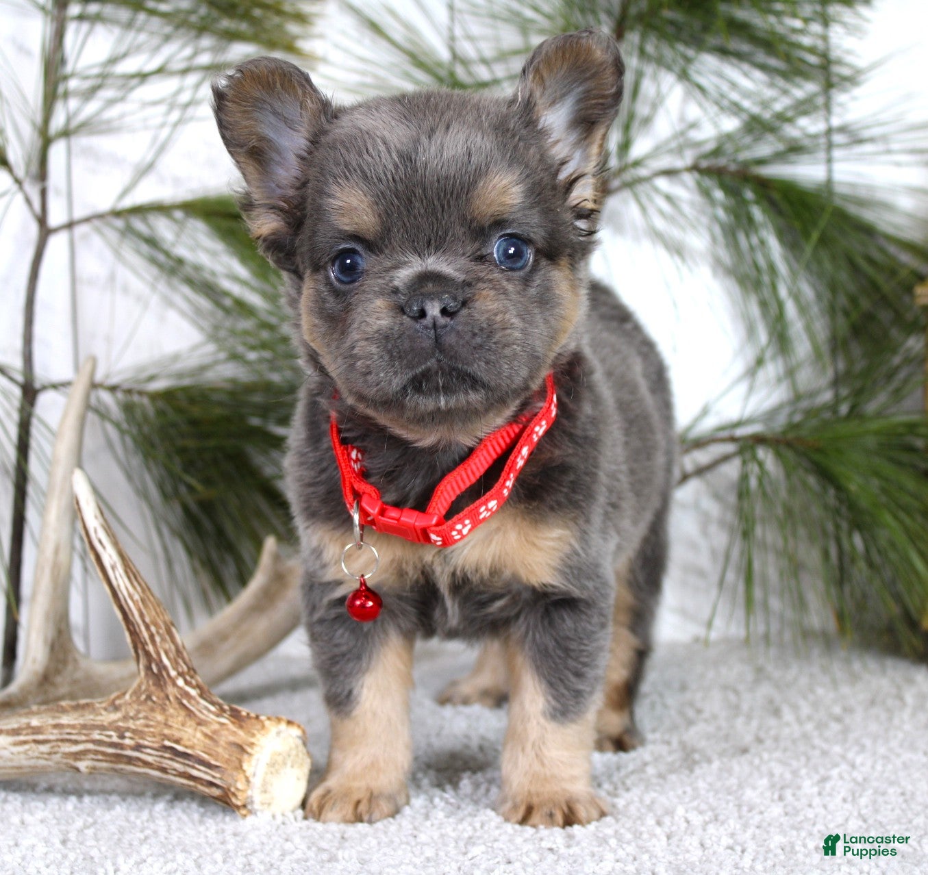 French Bulldog dogs Bryce - Ad 1