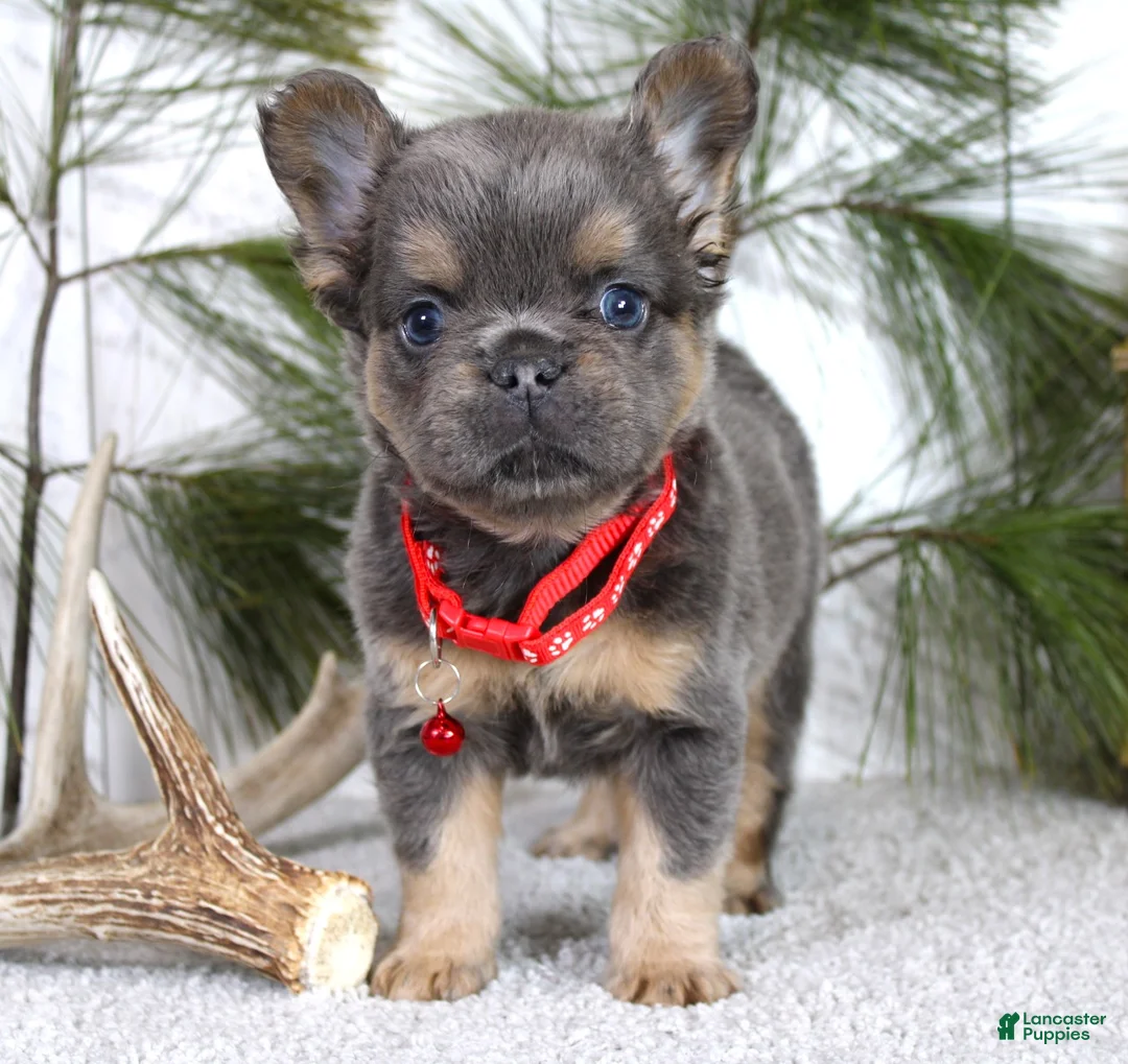 French Bulldog dogs for sale: Bryce - Ad 1