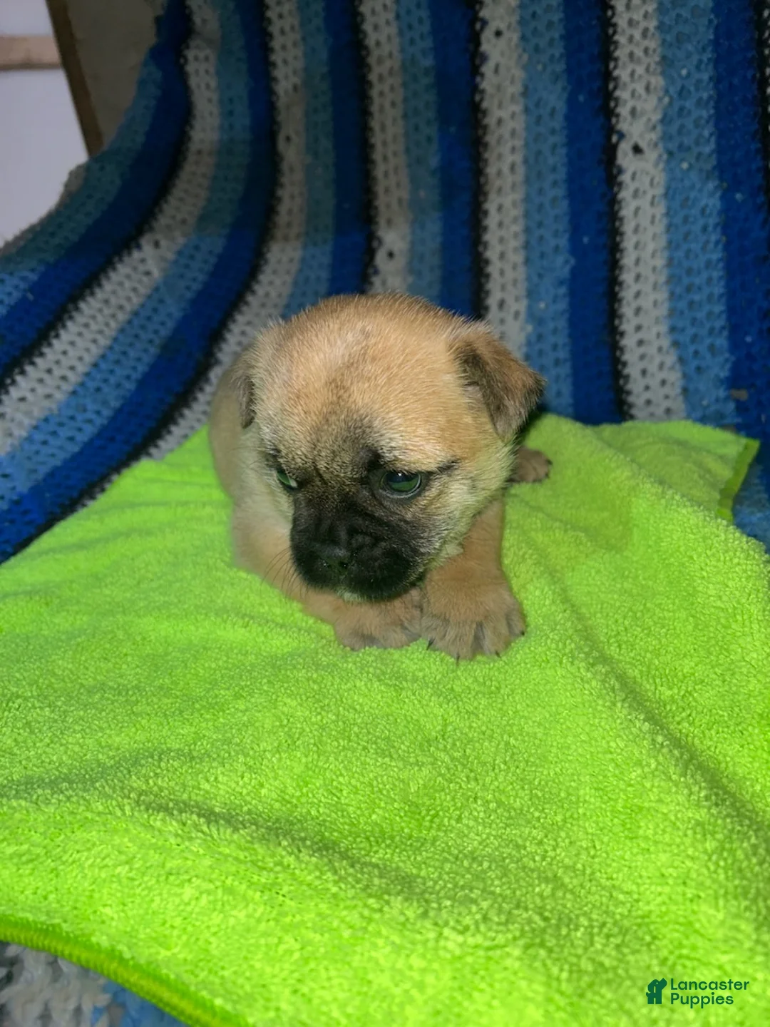 Mixed Breed dogs for sale: Butterscotch - Ad 2