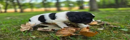 English Springer Spaniel dogs for sale: Liberty  - Ad 1