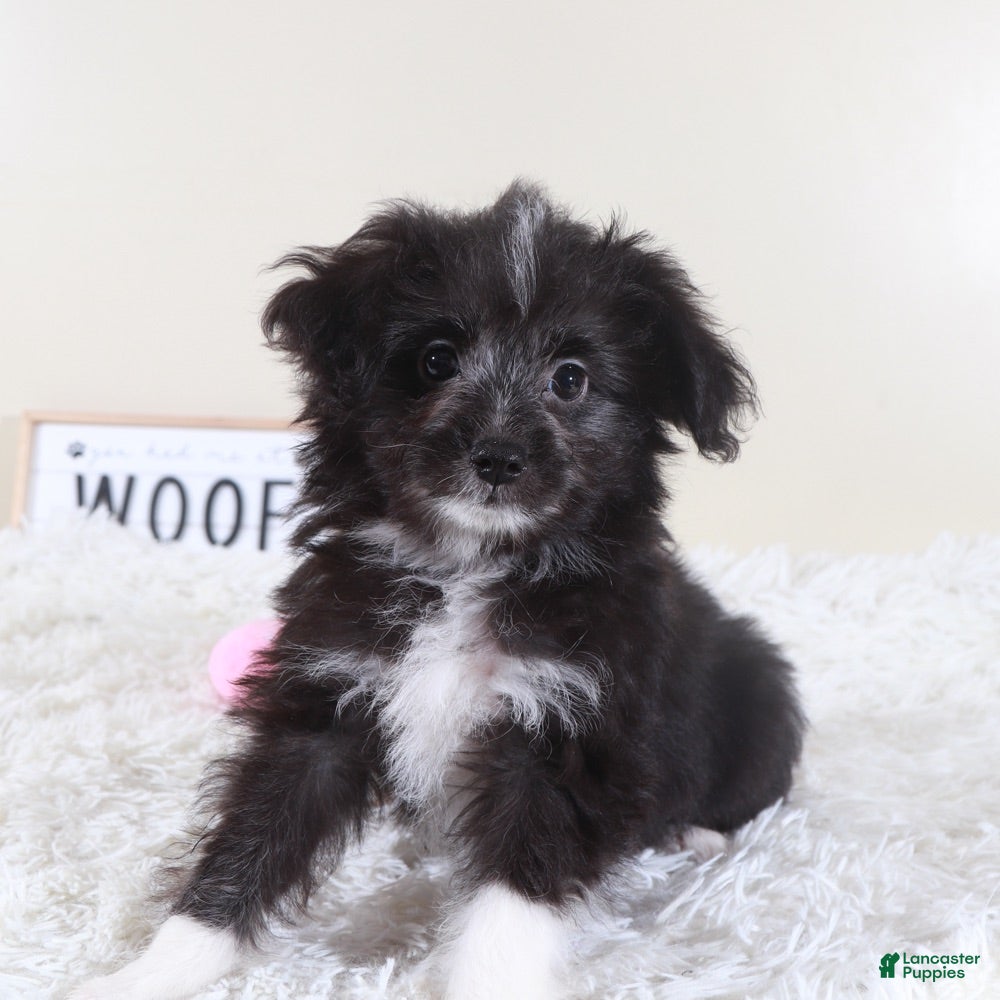 Mini Aussiedoodle dogs Mini Aussiedoodle Puppy Dolly - Ad 39