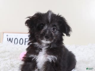 Mini Aussiedoodle dogs Mini Aussiedoodle Puppy Dolly - Ad 36