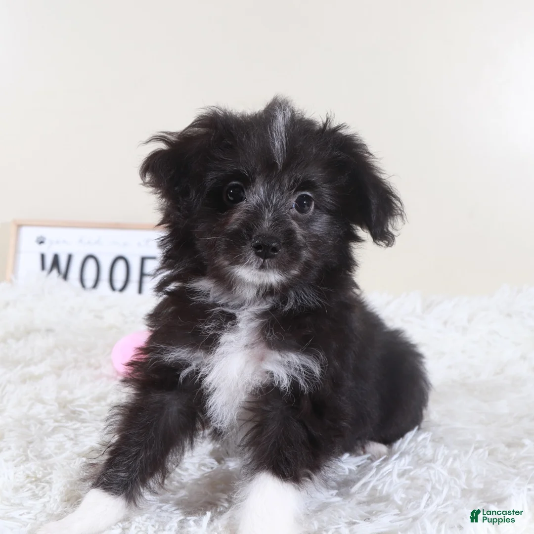 Mini Aussiedoodle dogs for sale: Mini Aussiedoodle Puppy Dolly - Ad 1