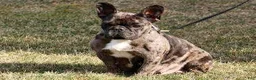 French Bulldog dogs for sale: Davina - Ad 10