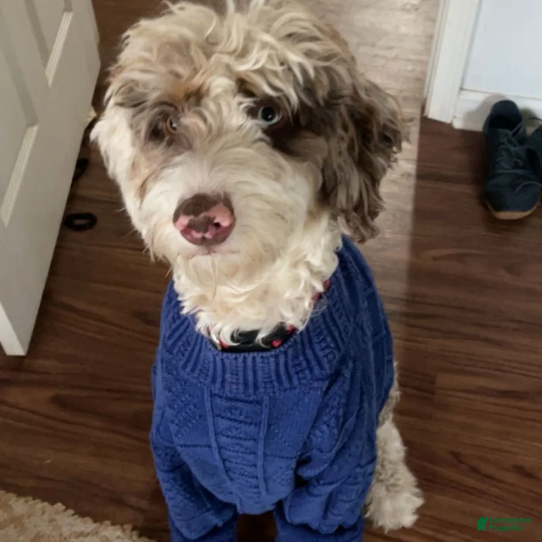 Gallery Image {{count}}