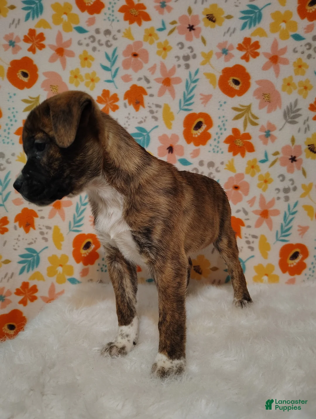 Mixed Breed dogs for sale: Diesel - Ad 7