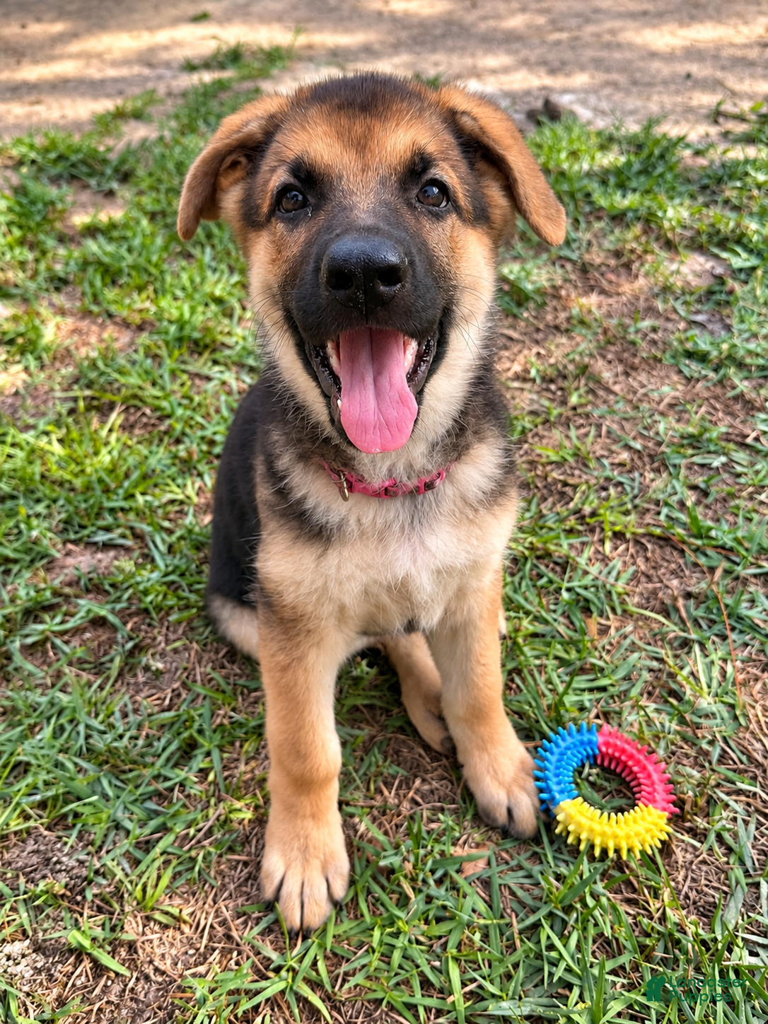German Shepherd dogs Millie - Ad 11