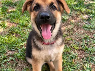 German Shepherd dogs Millie - Ad 11