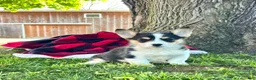 Welsh Corgi Pembroke dogs for sale: Theresa🐾❤️Akc Genetic Tested CLear ❤️ - Ad 3