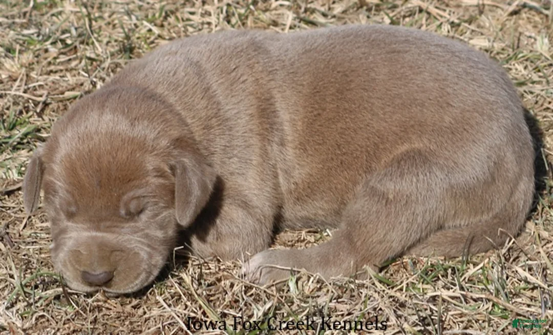 Great Dane dogs for sale: Hope - Ad 4