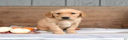 Golden Retriever dogs for sale: Wynn - Ad 3