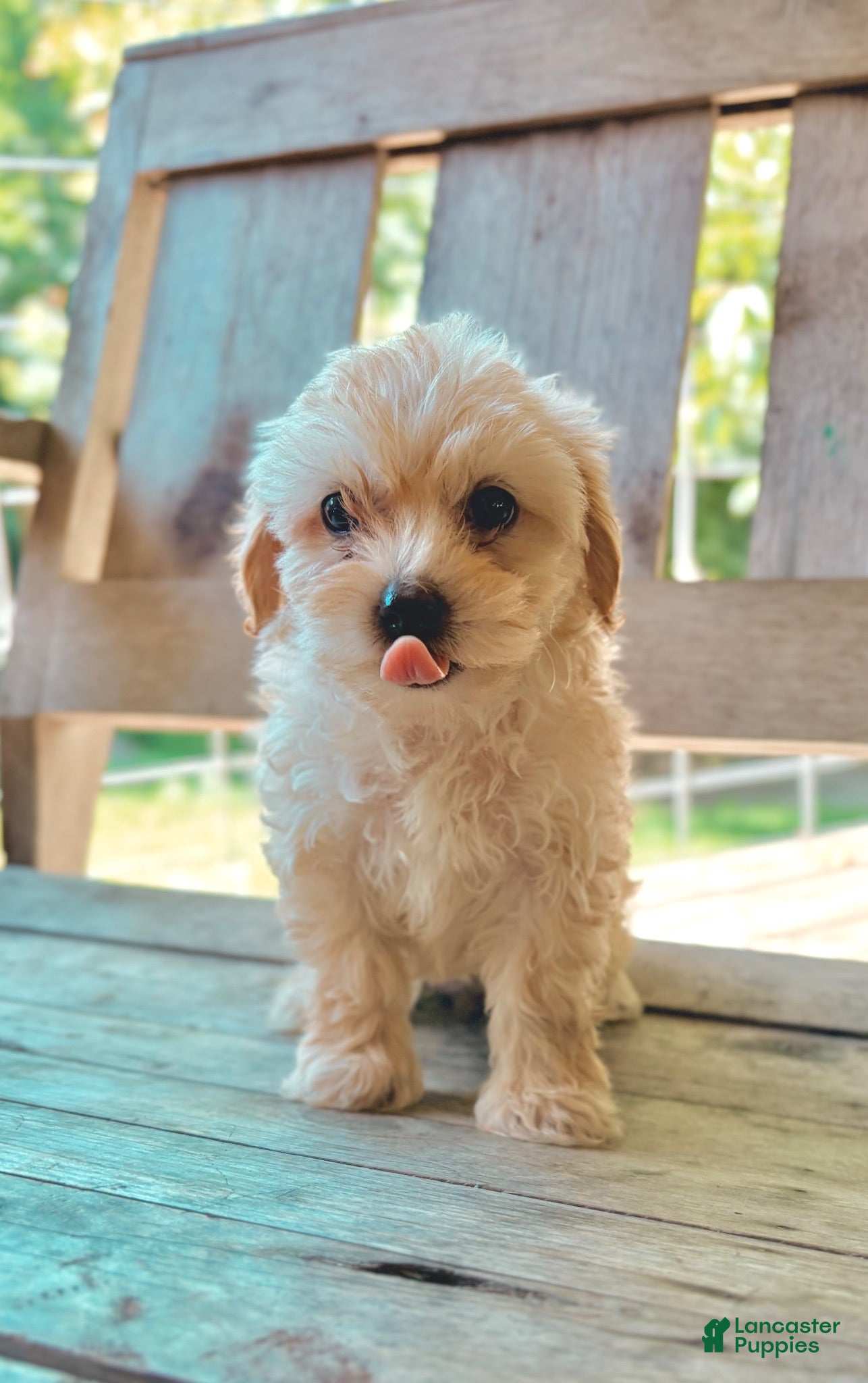 Mixed Breed dogs Mixed Breed 1 - Ad 1