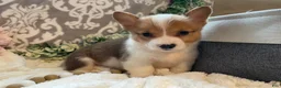 Welsh Corgi Pembroke dogs for sale: Sawyer  - Ad 9
