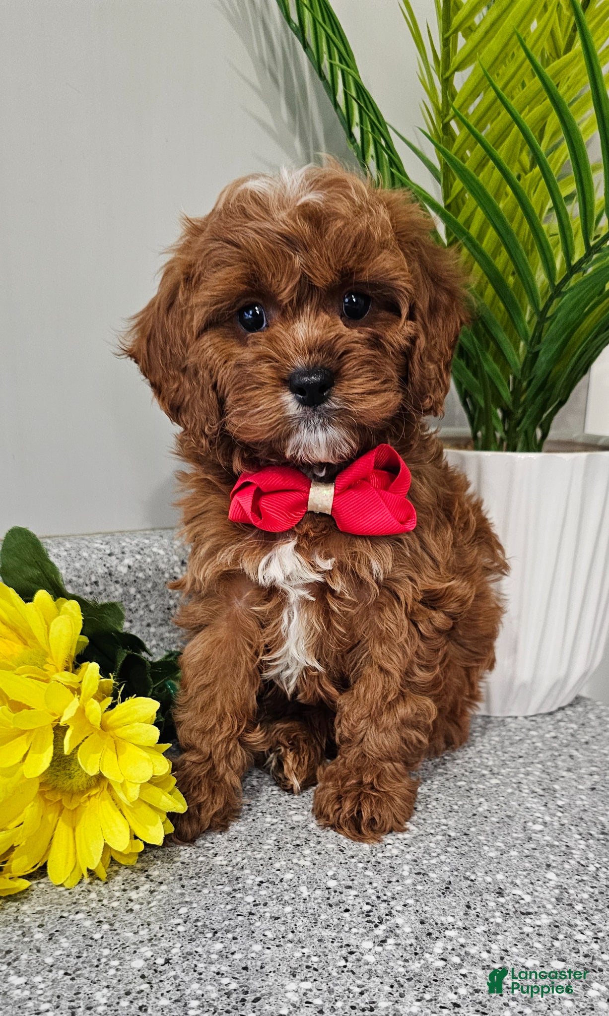 Cavapoo dogs Maxwell  - Ad 2