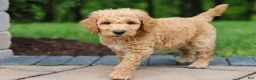 Standard Poodle dogs for sale: Leo - Ad 6